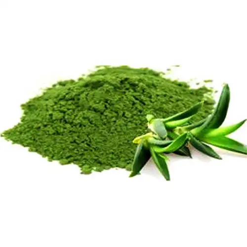 Aloe Vera (Green)